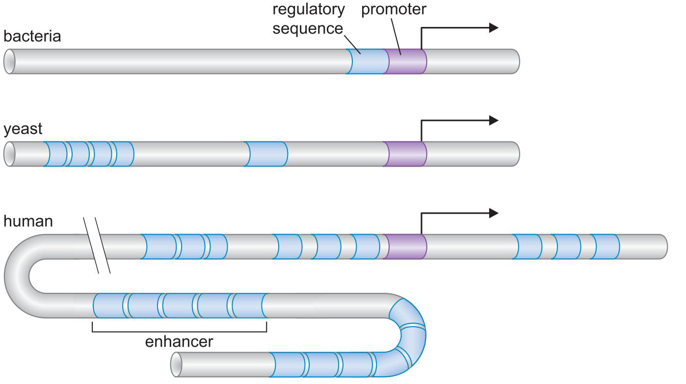 MIT Molecular Biology 笔记6  转录的调控 