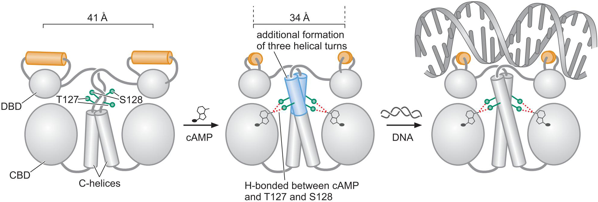 MIT Molecular Biology 笔记6  转录的调控 