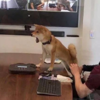 旺财你先坐下