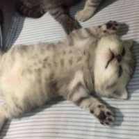 爱吃猫的鱼0313