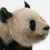 国产大熊猫