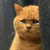 暗中哭泣猫 暗中哭泣猫