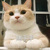 fattypanda fattypanda