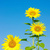 qingxi_5