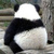 panda00hi