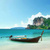 流浪鲨鱼 流浪鲨鱼