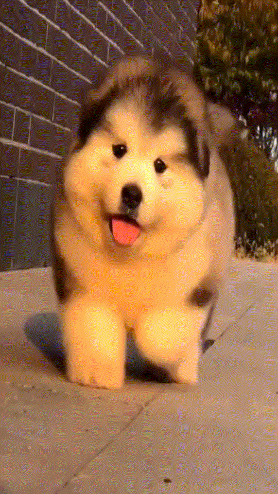 CoDeF —— 强时序一致性视频处理算法