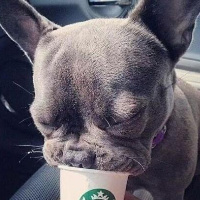懒猴爱早起
