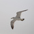 zhang_ray zhang_ray