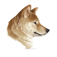 doge.png (PNG Image, 200 × 200 pixels)