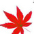 玉树临枫 玉树临枫