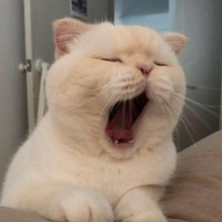 郑泽鹏