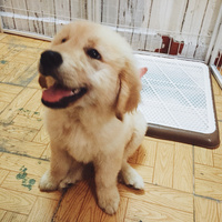 肿肿卷