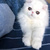 做你的猫_ 做你的猫_